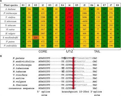 A Role of U12 Intron in Proper Pre-mRNA Splicing of Plant Cap Binding Protein 20 Genes